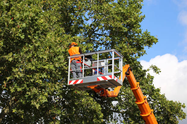 Best Commercial Tree Services  in Glen Burnie, MD